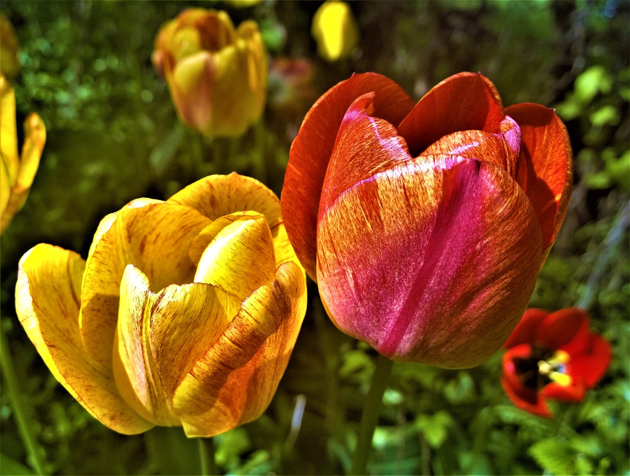 tulips flowers garden free photo