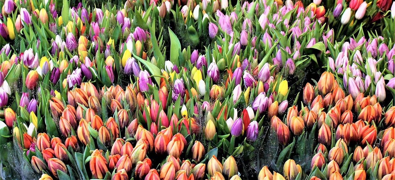 tulips flowers flower bouquet free photo