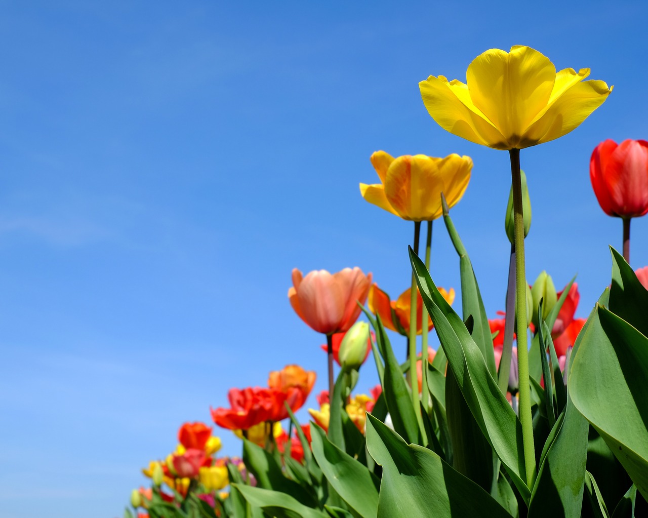 tulips flowers bloom free photo