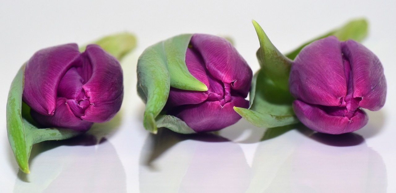 tulips purple flowers free photo