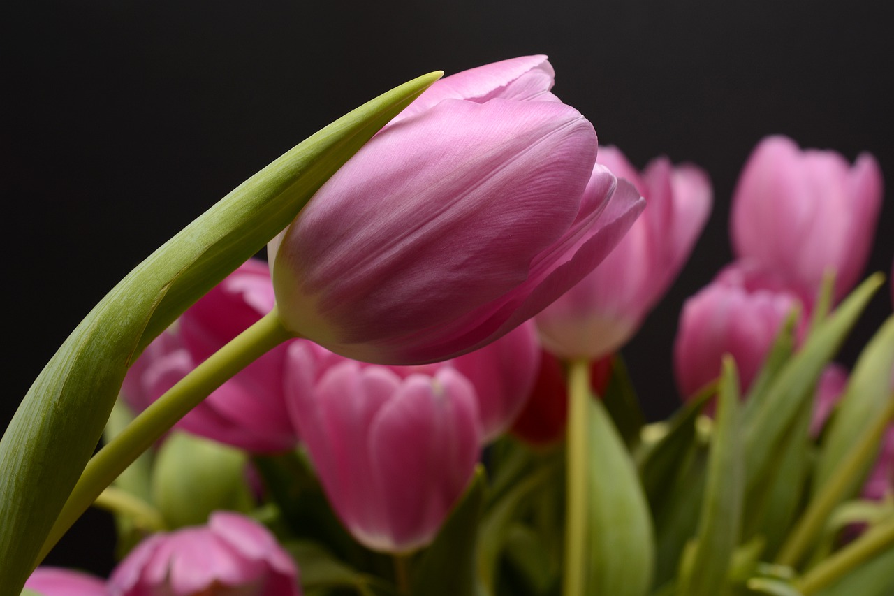 tulips flowers leaves free photo