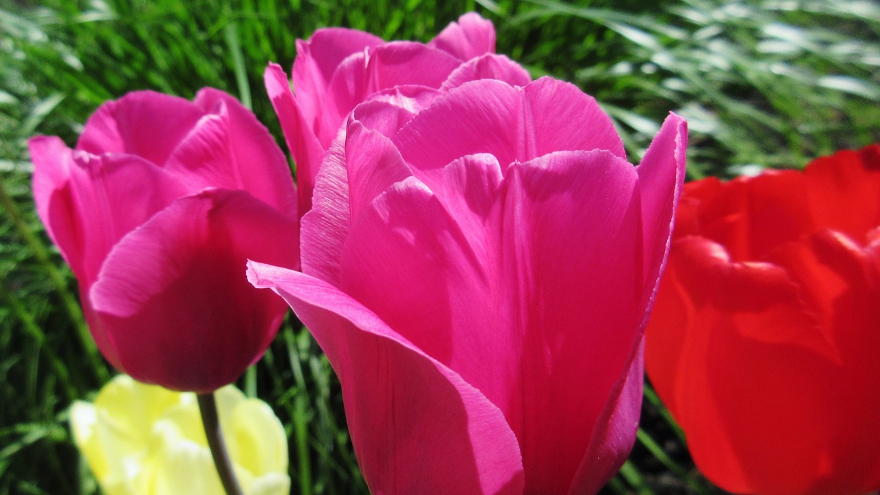 tulips nature flower free photo