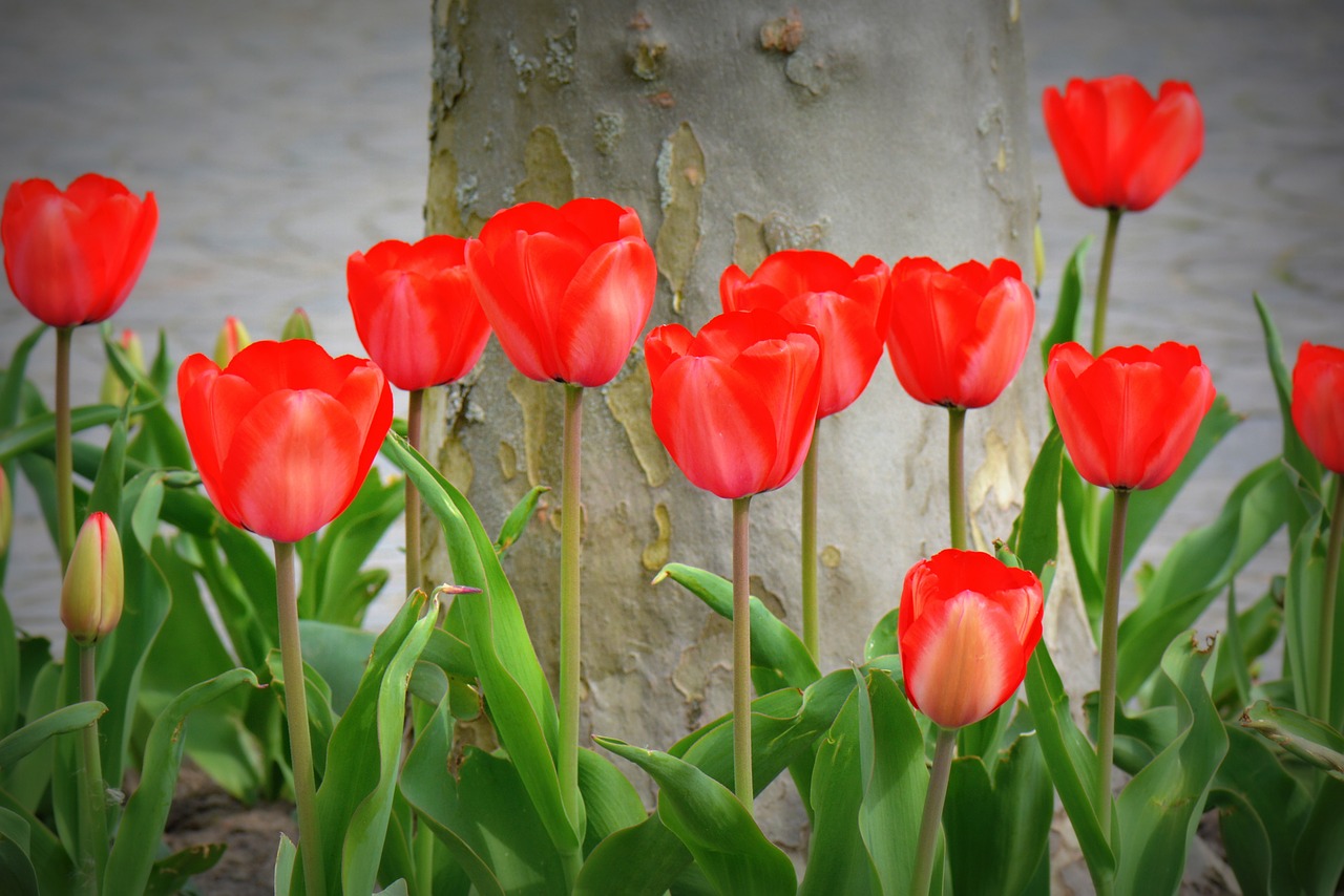 tulips red nature free photo