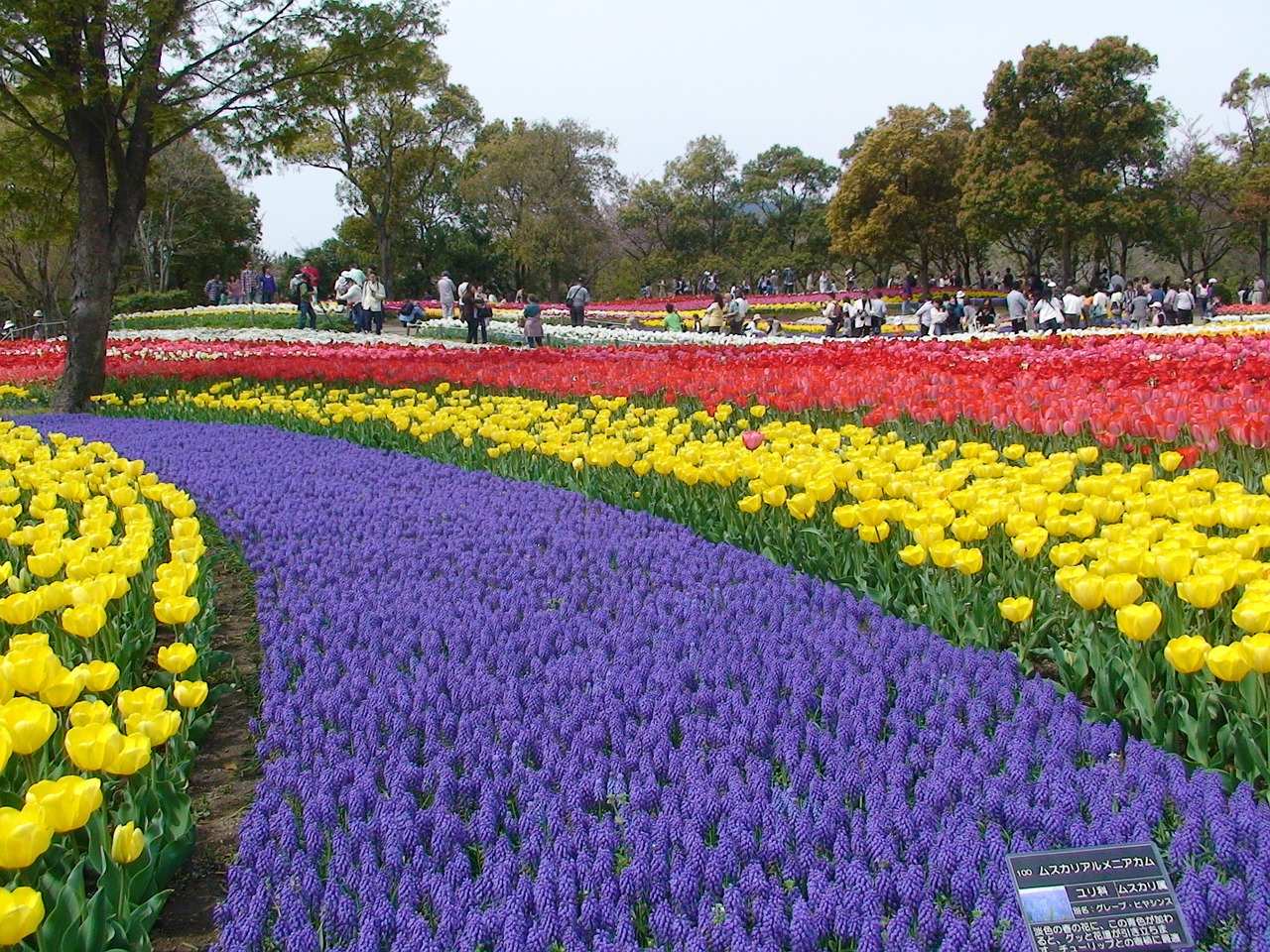 tulips kiso sansen park gifu free photo