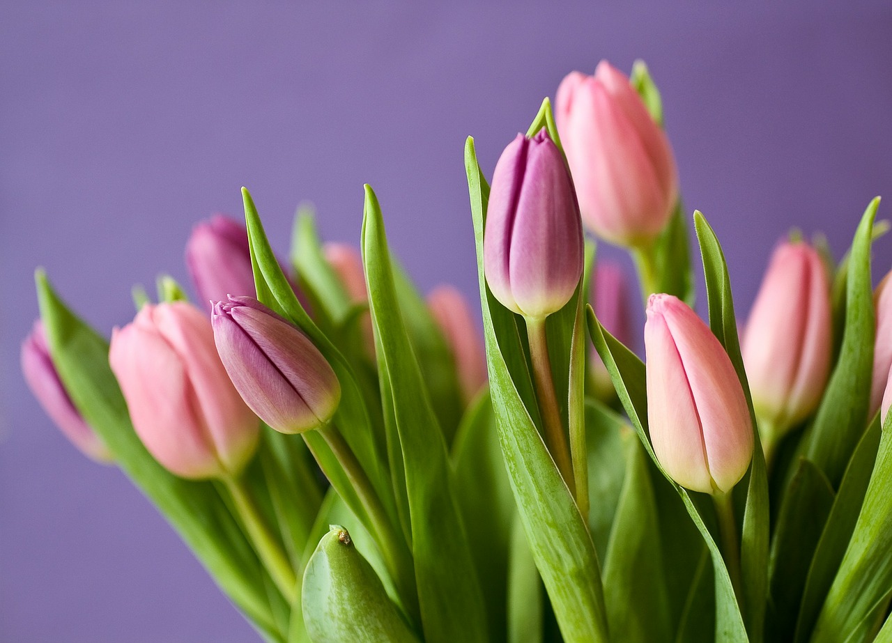 tulips flowers tulip bouquet free photo