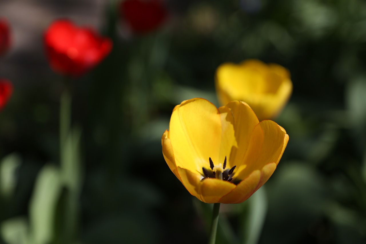 tulips nature garden free photo