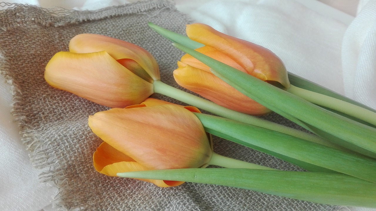 tulips plants flowers free photo