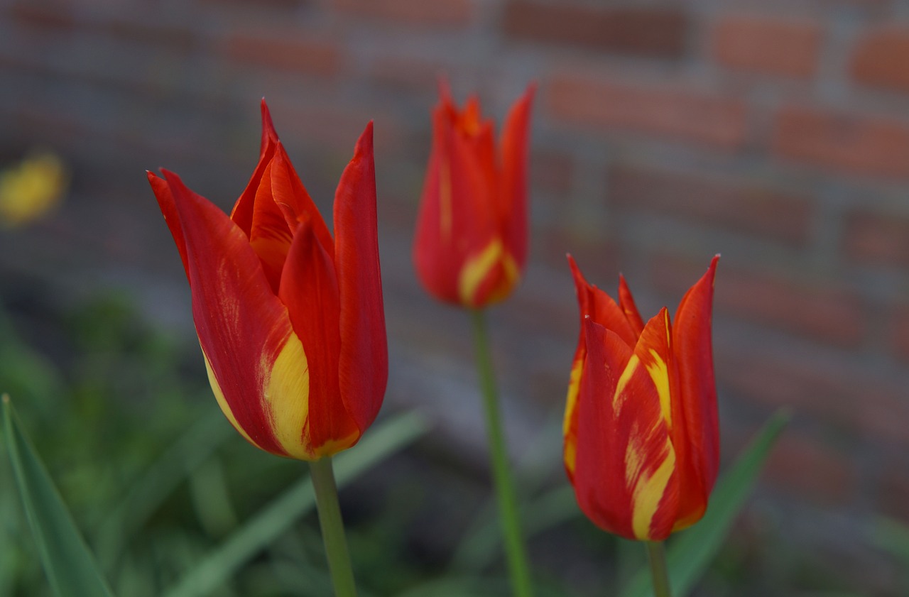 tulips flower flowers free photo