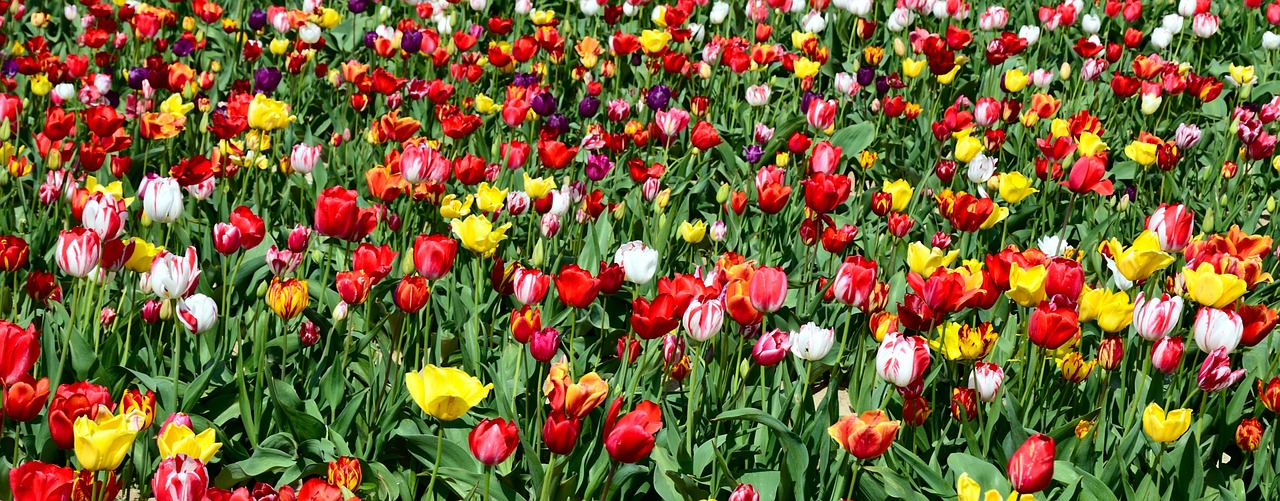 tulips tulip field tulpenbluete free photo