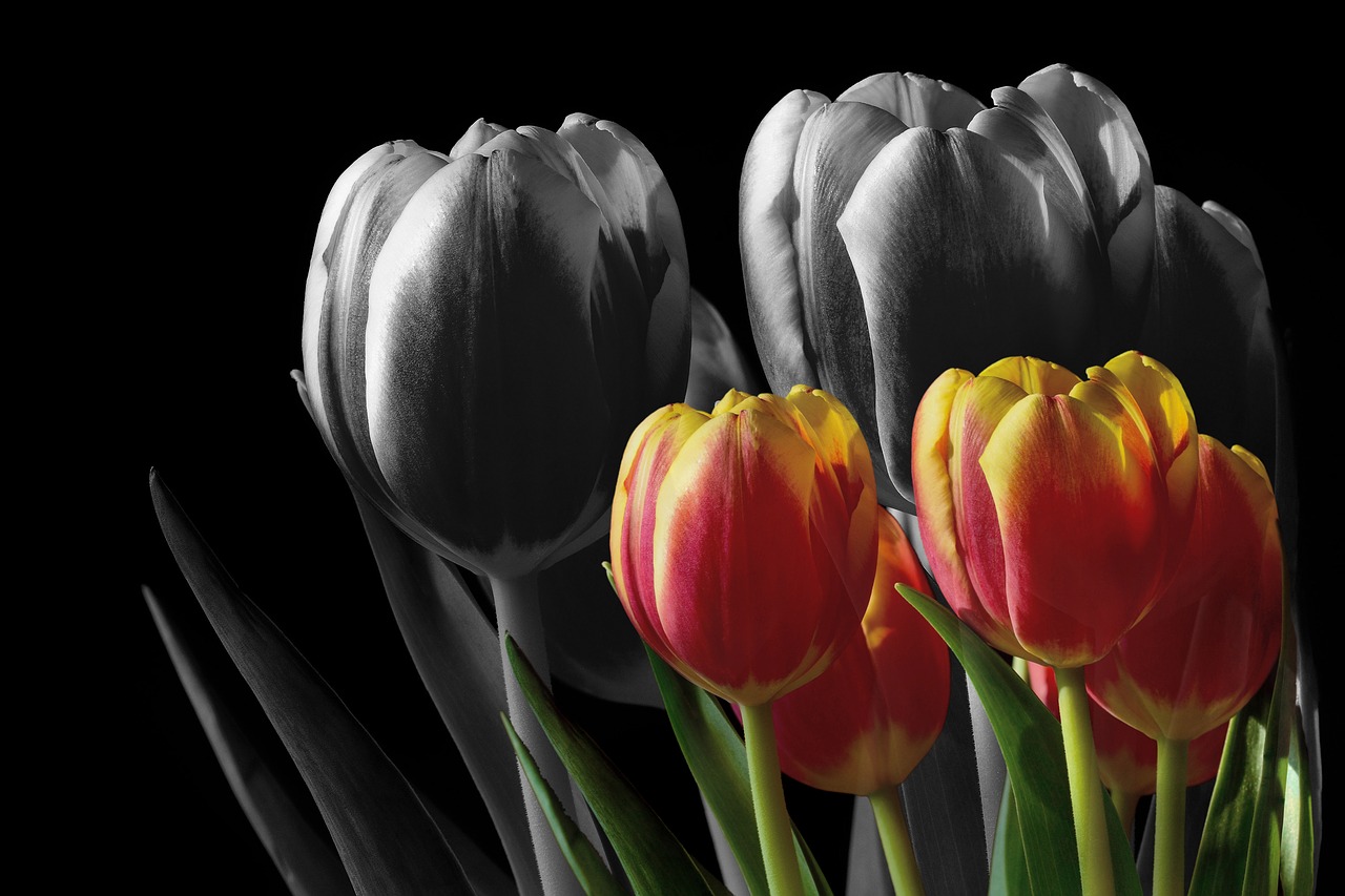 tulips nature flower free photo