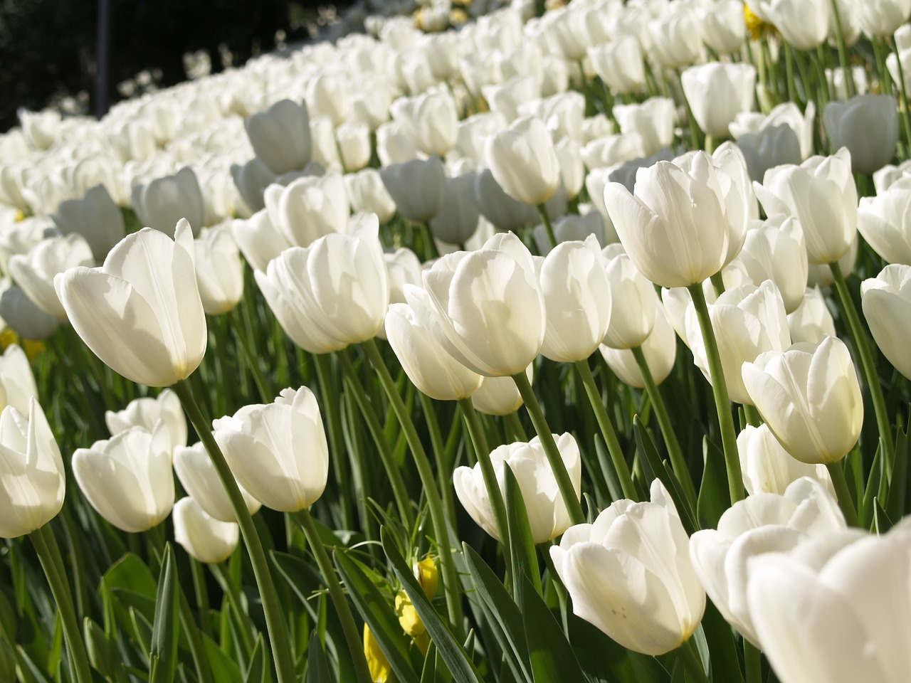 tulips flowers white free photo