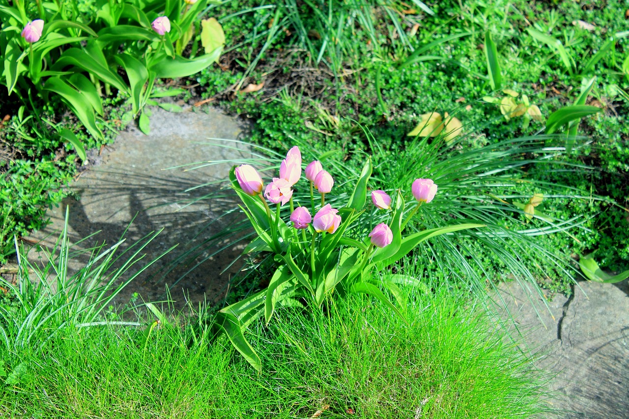 tulips garden spring free photo