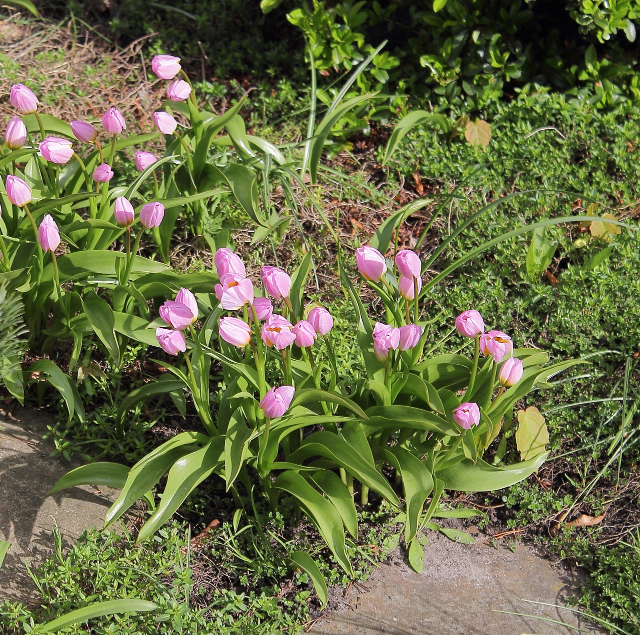 tulips garden spring free photo