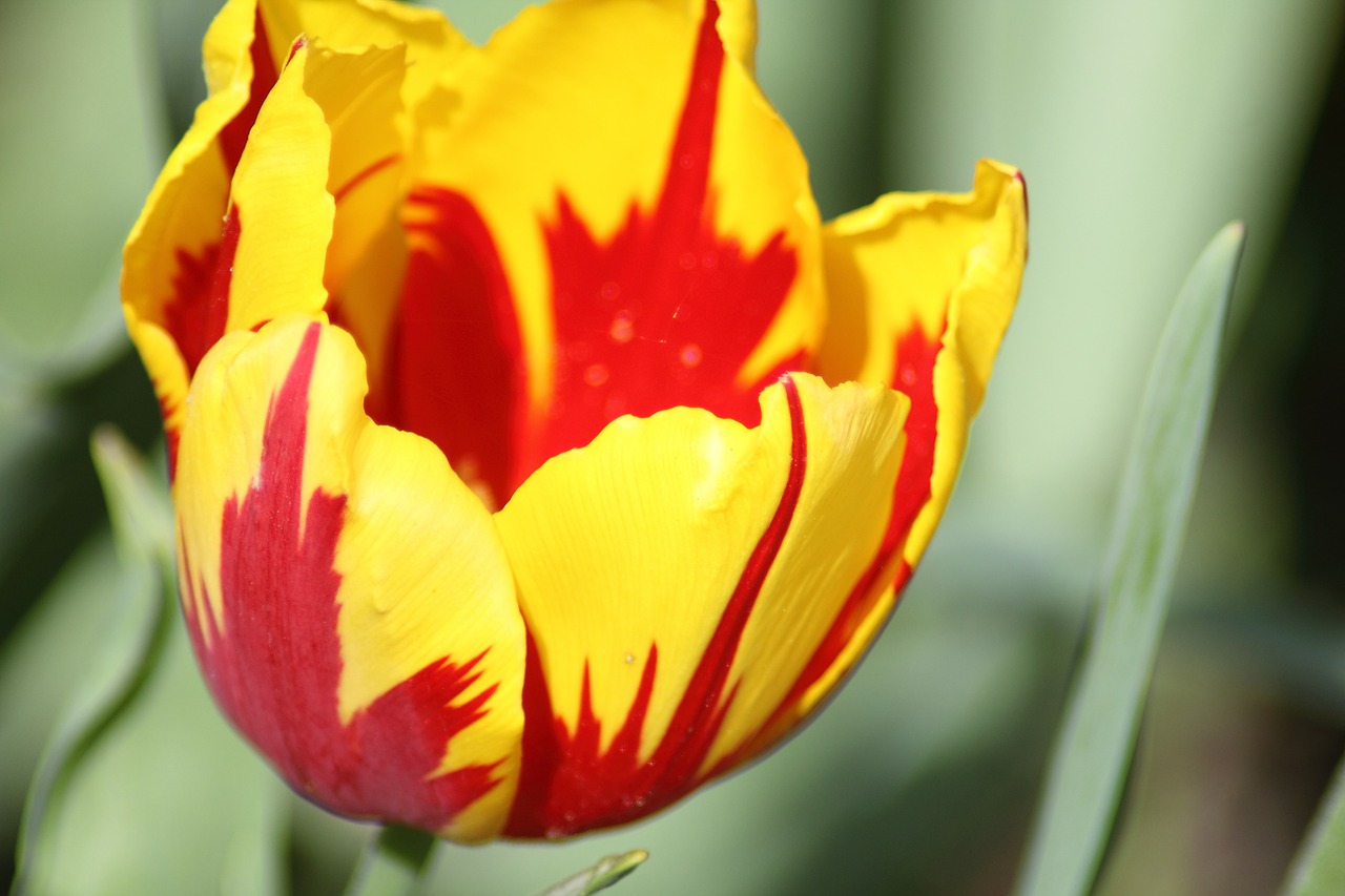 tulips red and yellow tulips farbenpracht free photo