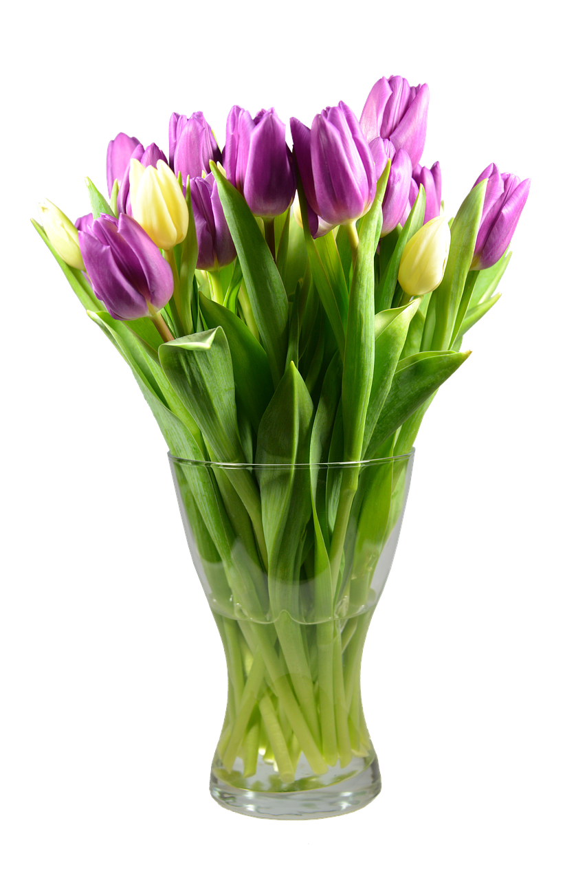 tulips isolated blossom free photo