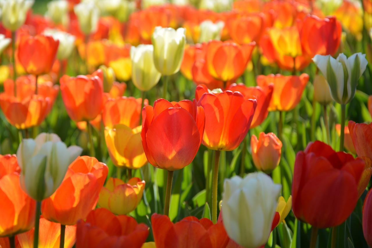 tulips red macro free photo