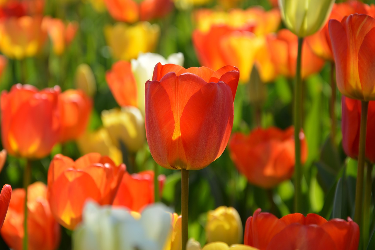 tulips red macro free photo