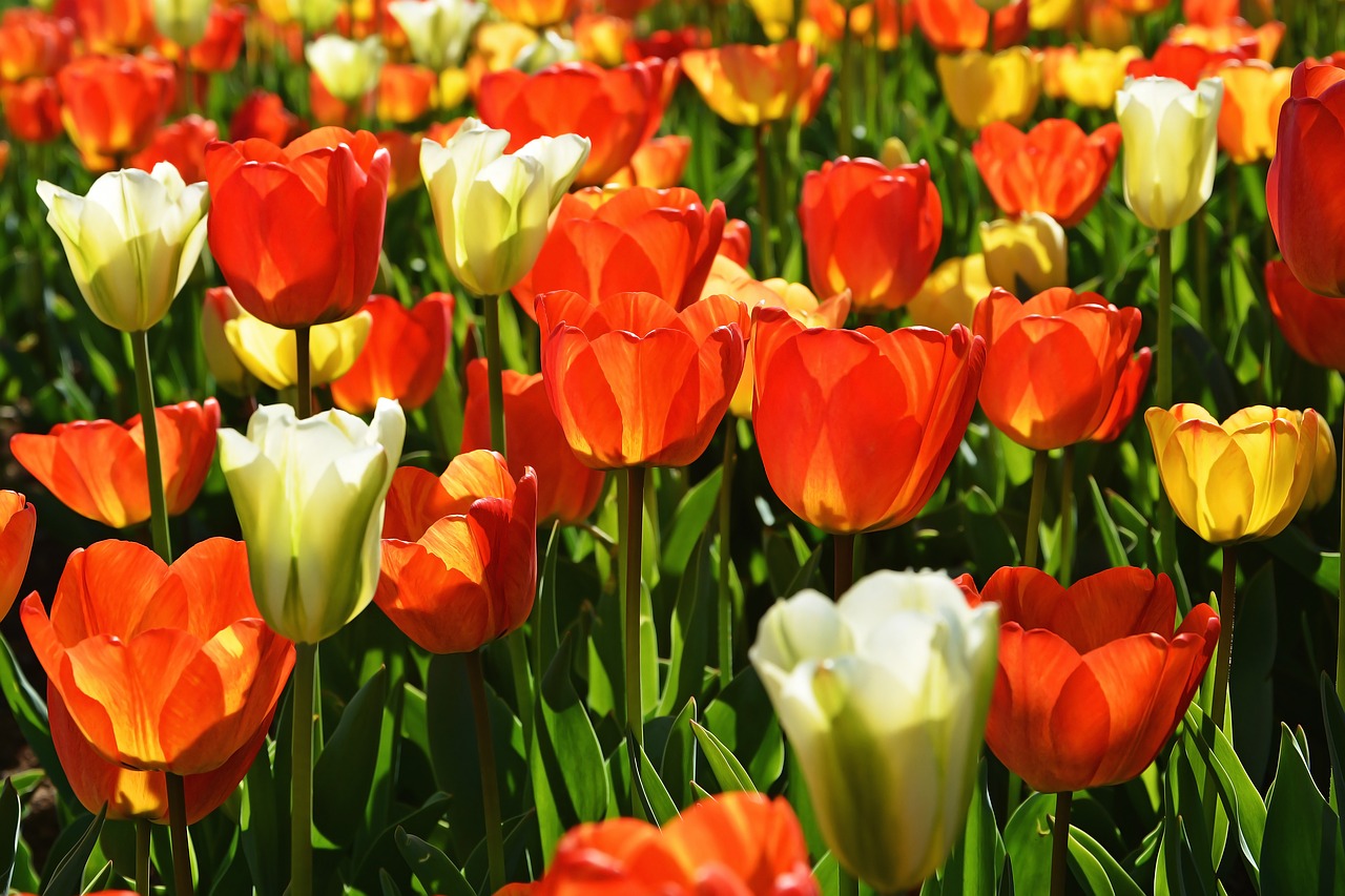 tulips red macro free photo