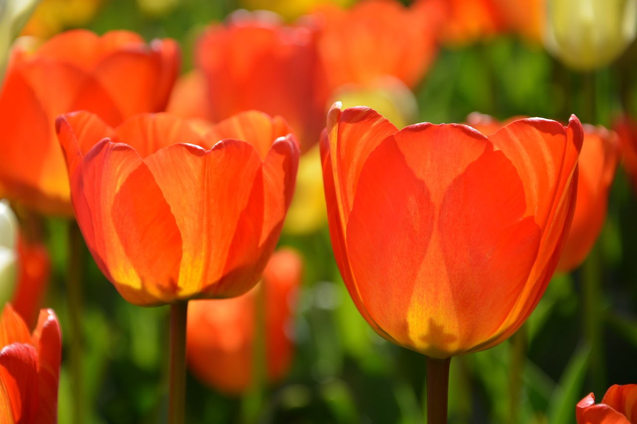 tulips red macro free photo