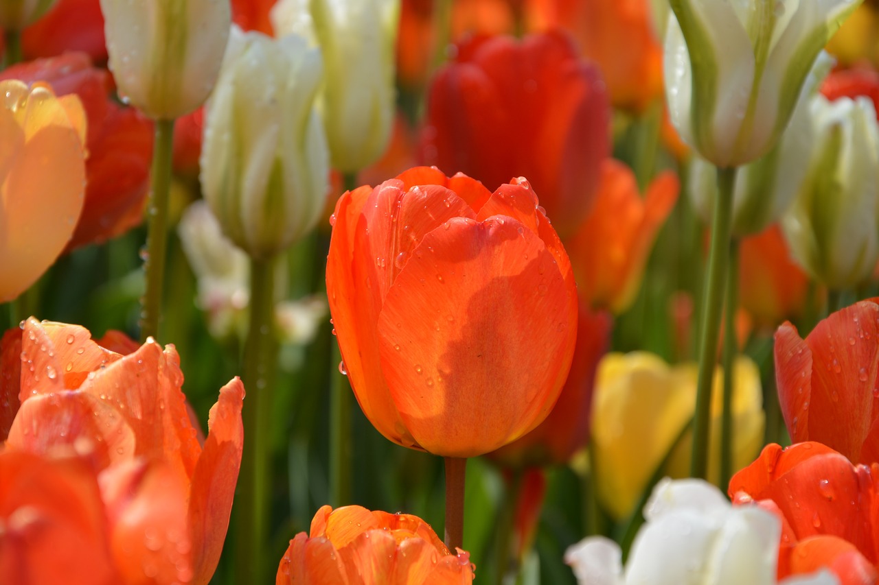 tulips red macro free photo