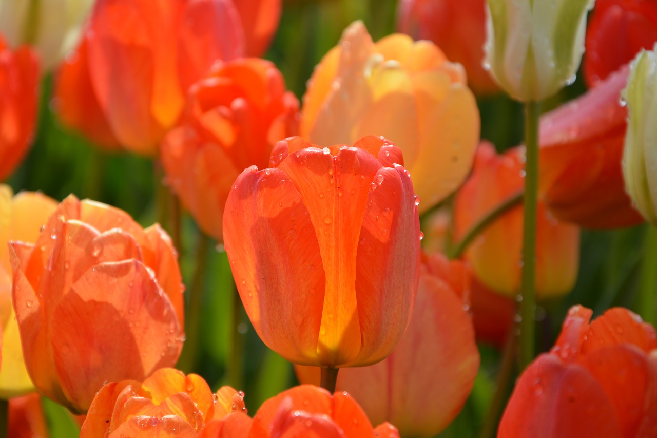 tulips red macro free photo