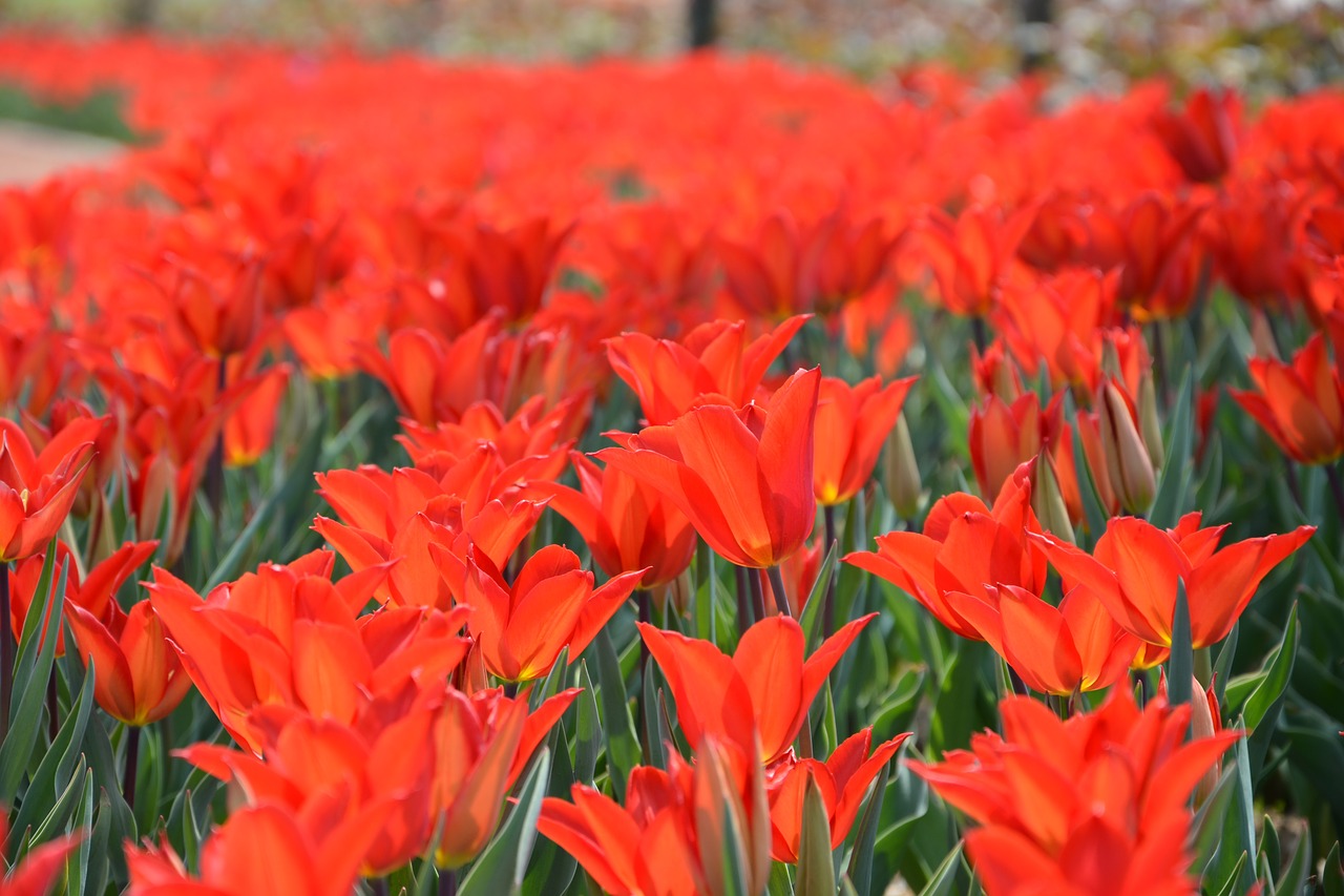 tulips red macro free photo