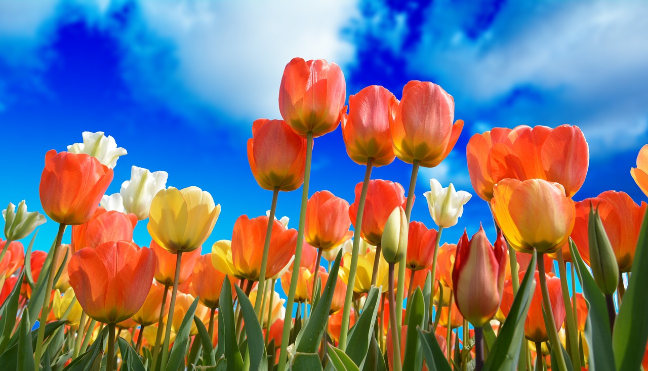 tulips red macro free photo