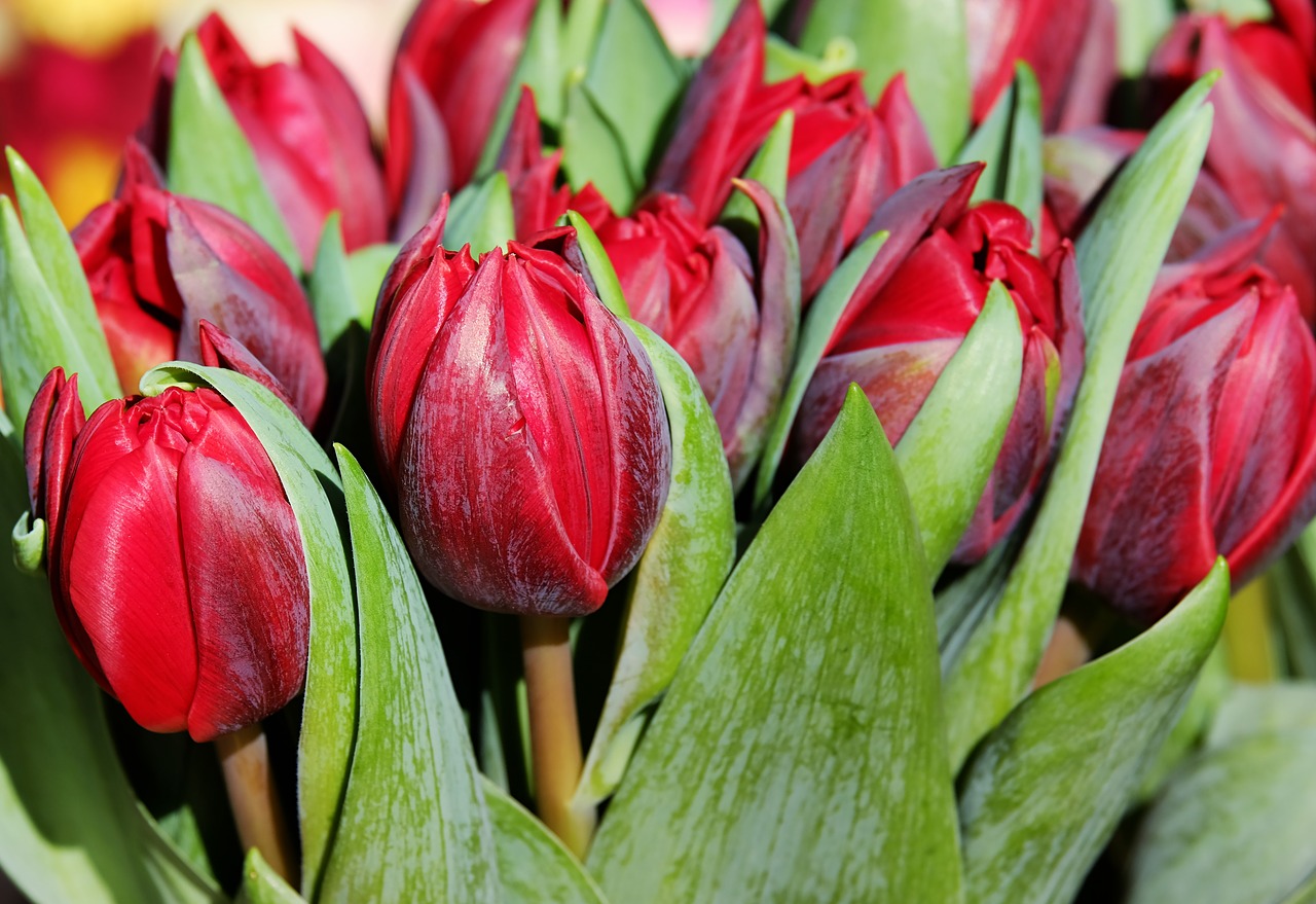 tulips flower blossom free photo