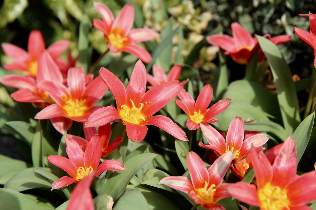 tulips red spring free photo