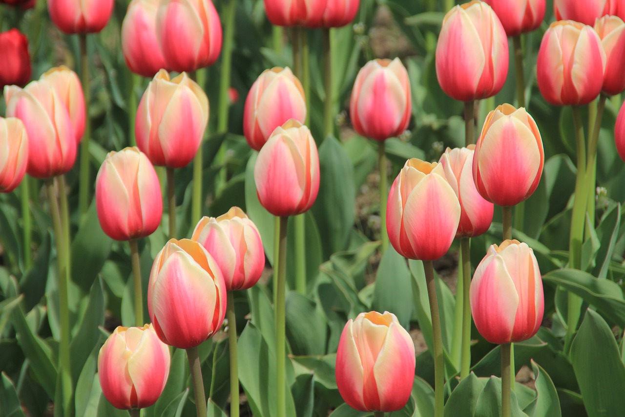 tulips tulip fields holland free photo