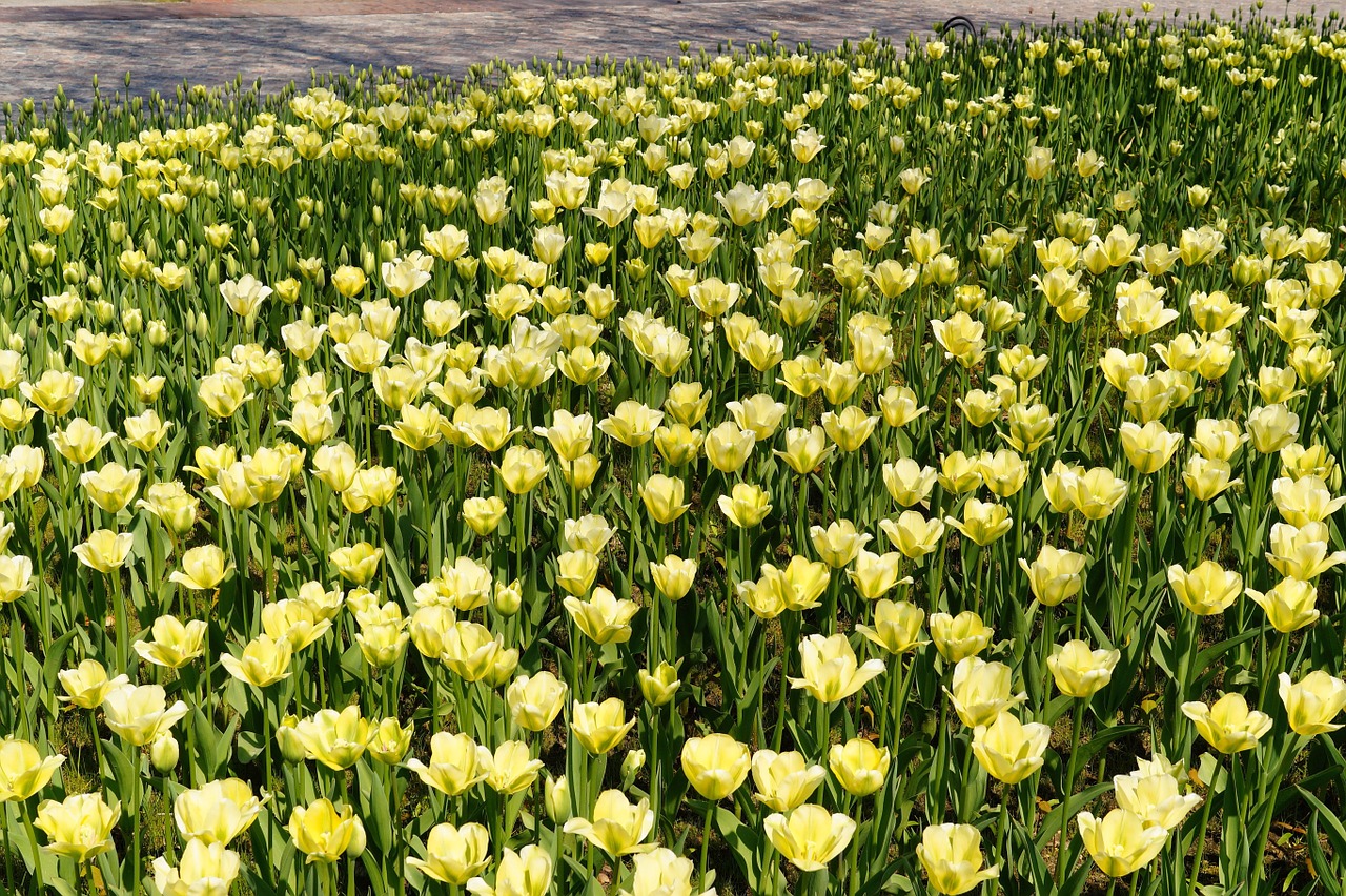 tulips tulip field yellow free photo