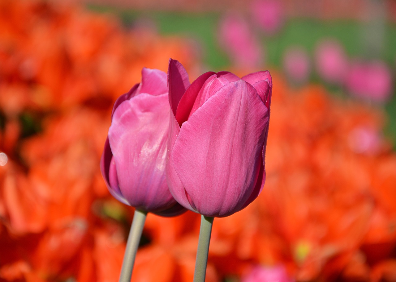 tulips red macro free photo