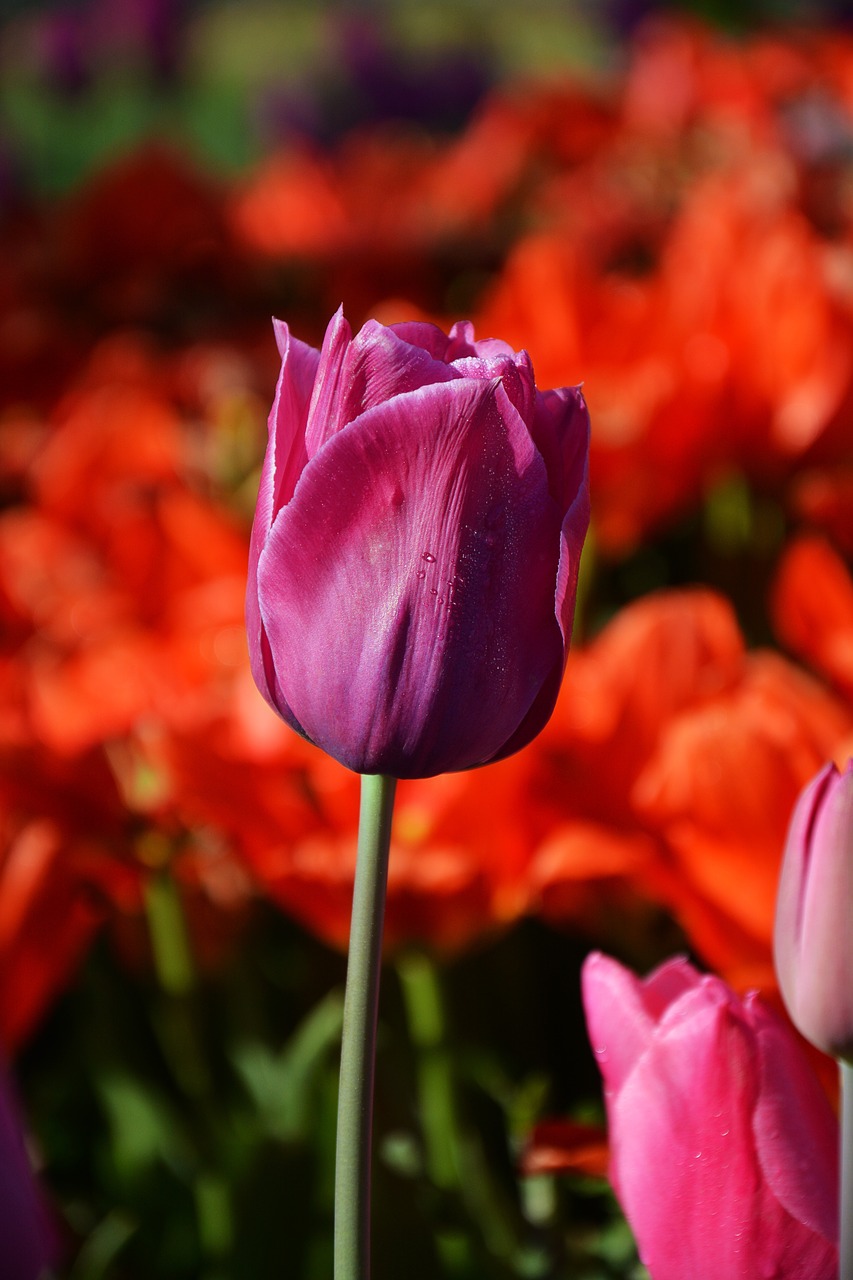 tulips red macro free photo