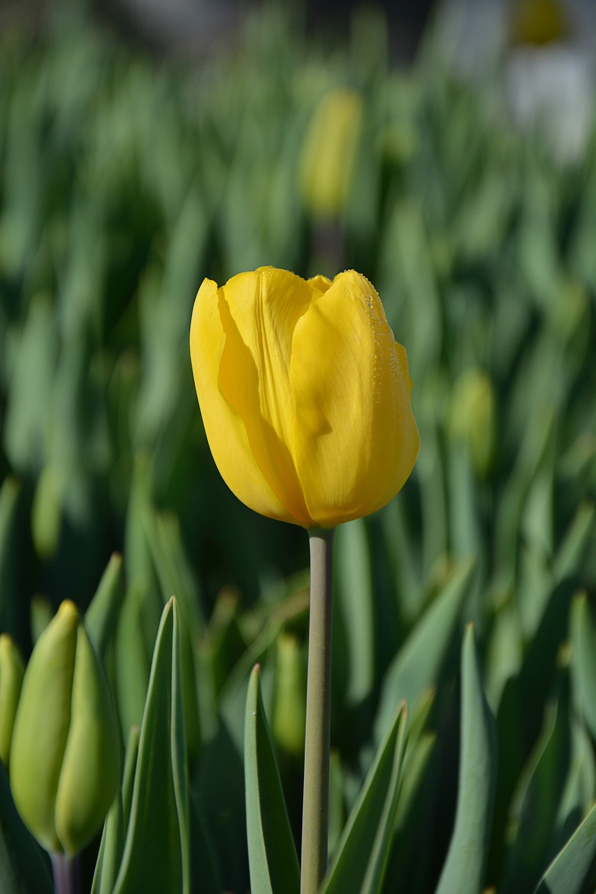 tulips red macro free photo