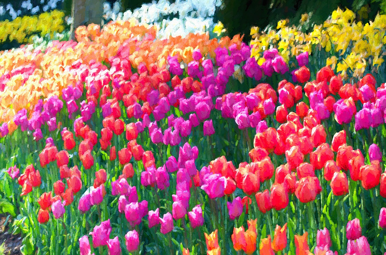 tulips la connor skagit free photo
