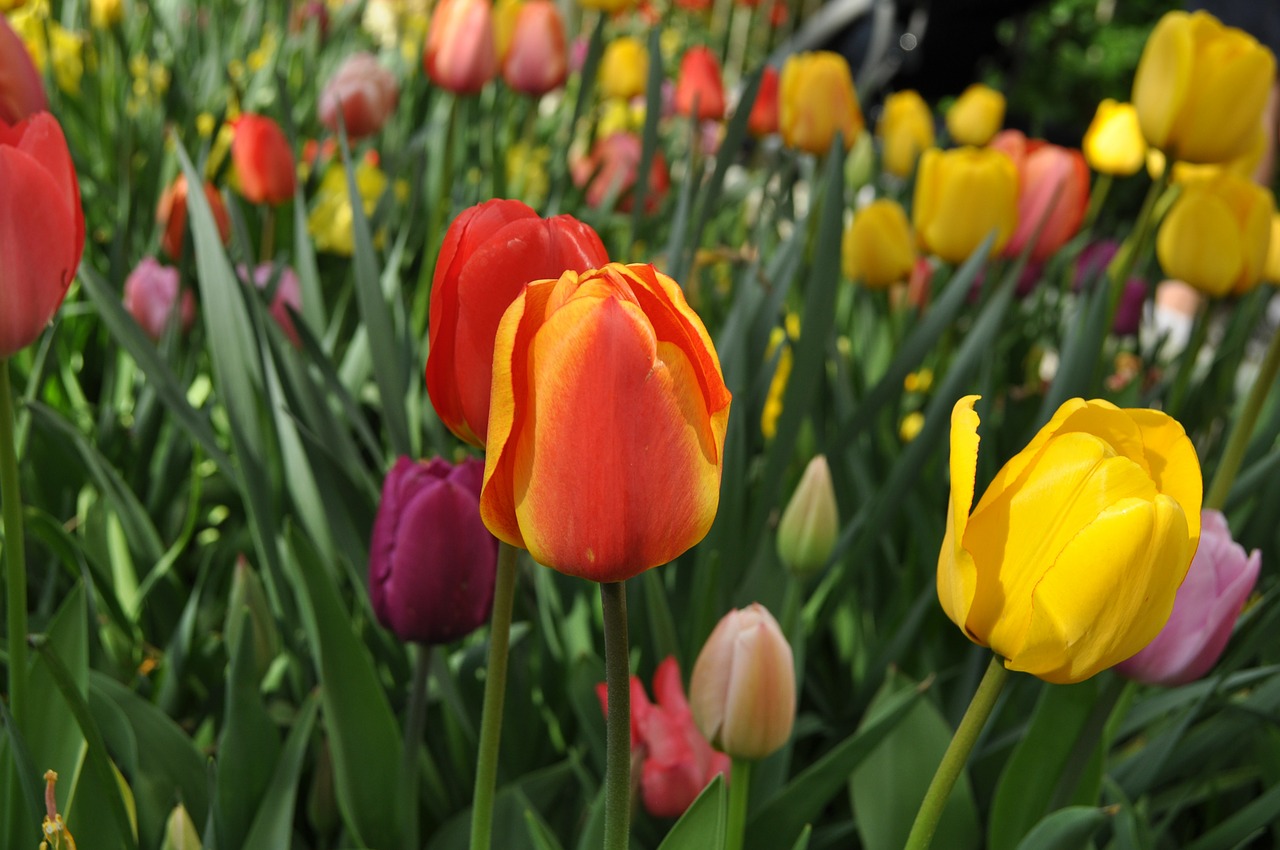 tulips flowers tulip free photo