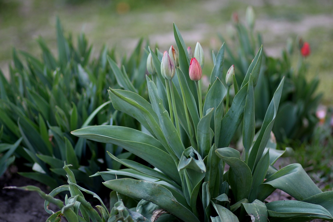 tulips  freshman  red free photo