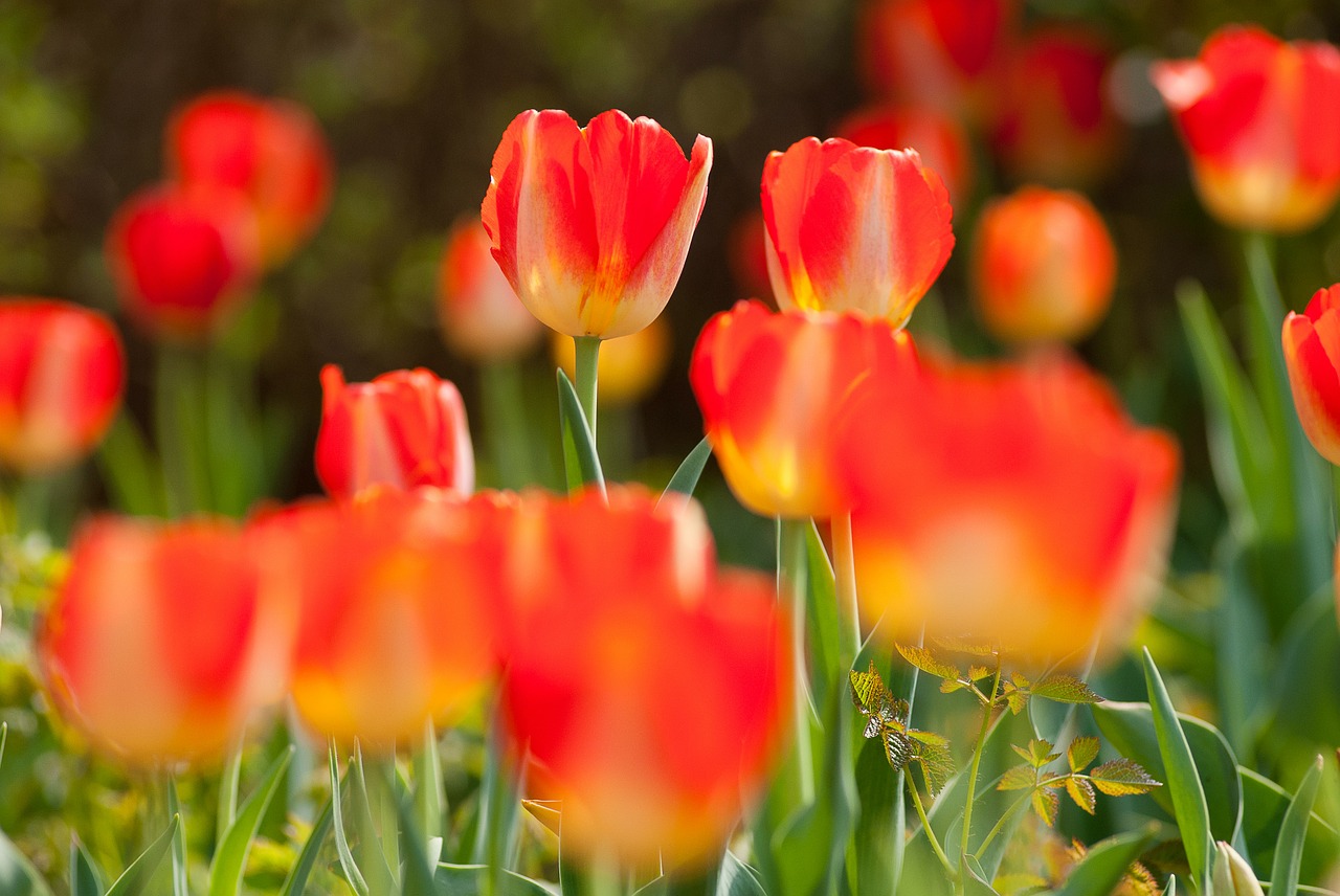 tulips wildflower flower free photo