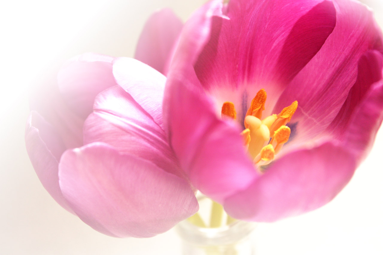 spring tulip flora free photo