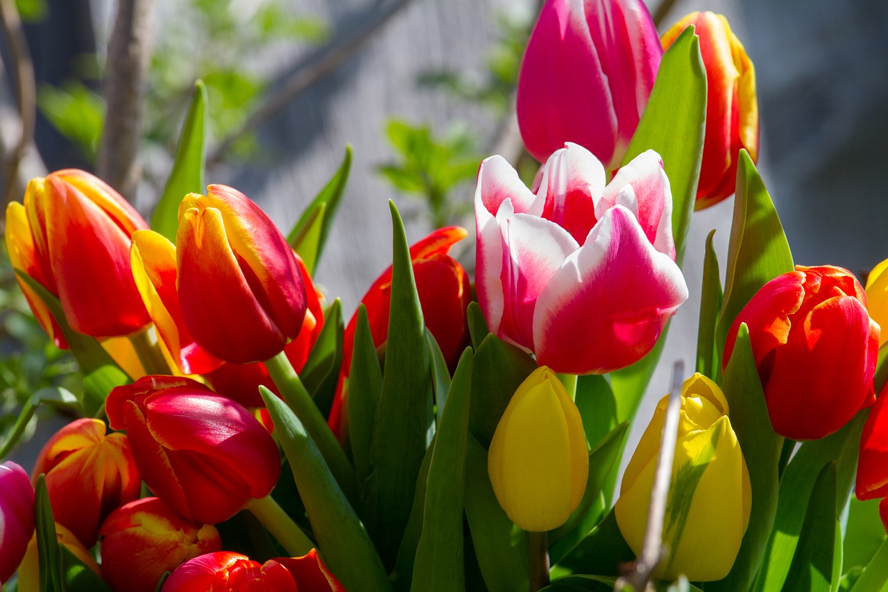 tulips  nature  colorful free photo