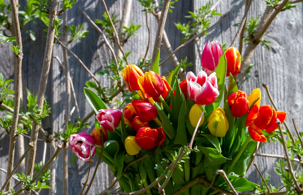 tulips  colorful  tulip bouquet free photo