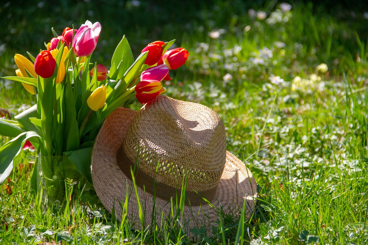 tulips  flower  hat free photo