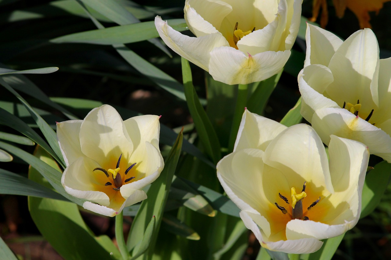 tulips  open  white free photo