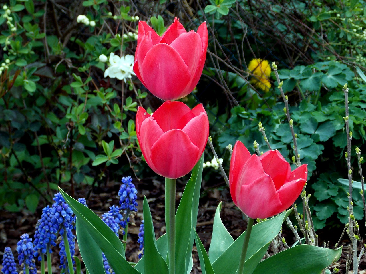 tulips spring spring flowers free photo