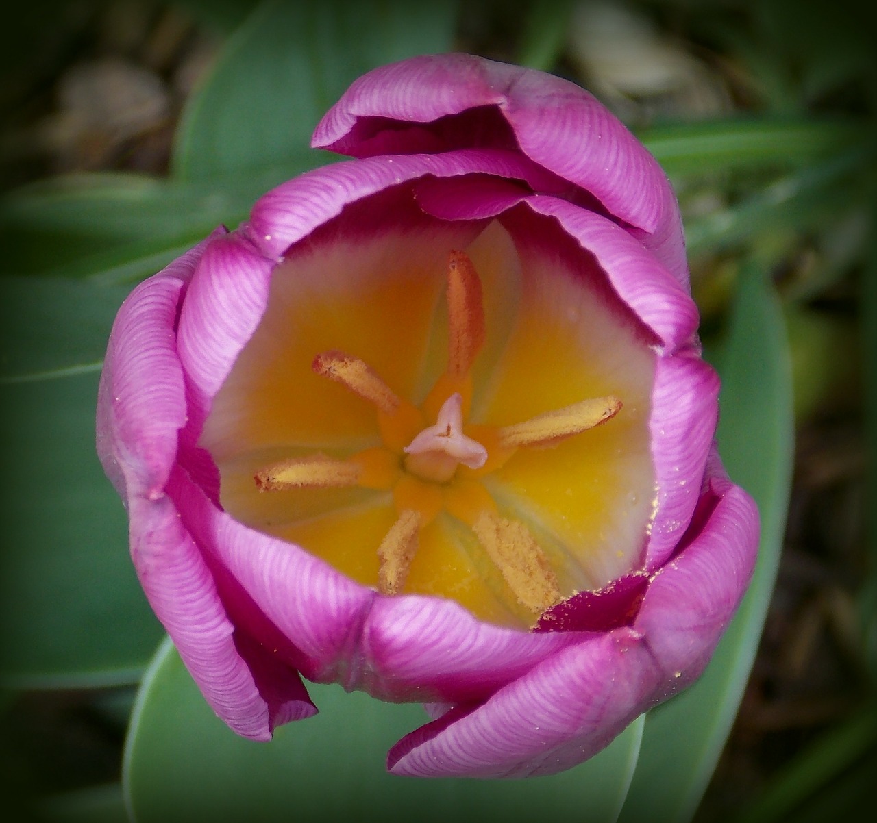 tulips spring spring flowers free photo