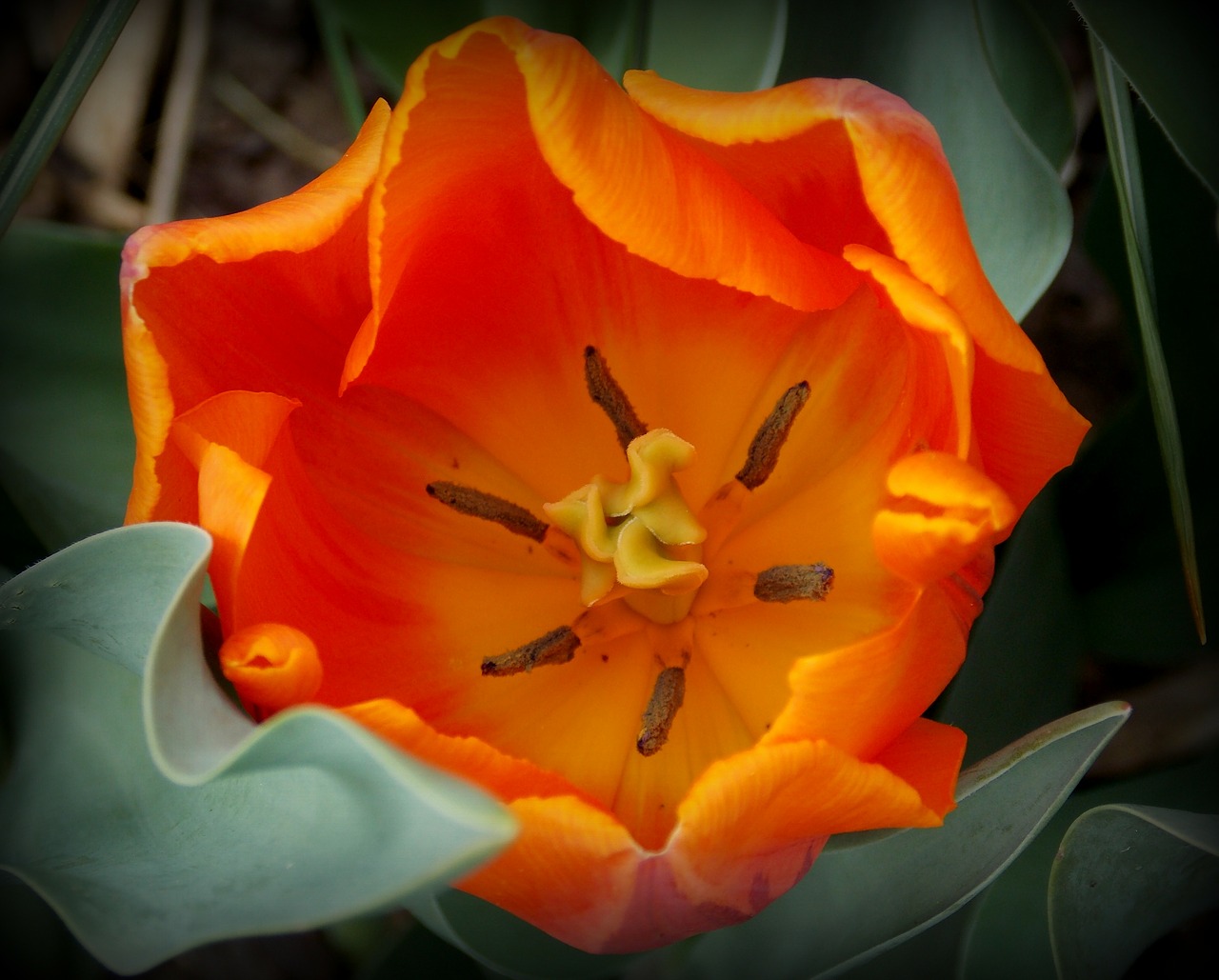 Tulips,spring,spring flowers,orange,garden - free image from needpix.com