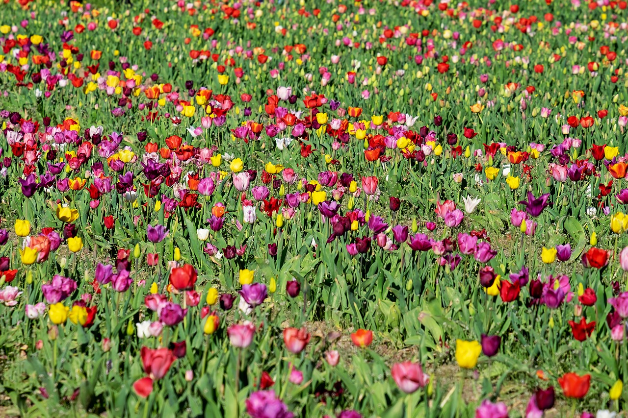 tulips  field  tulip field free photo