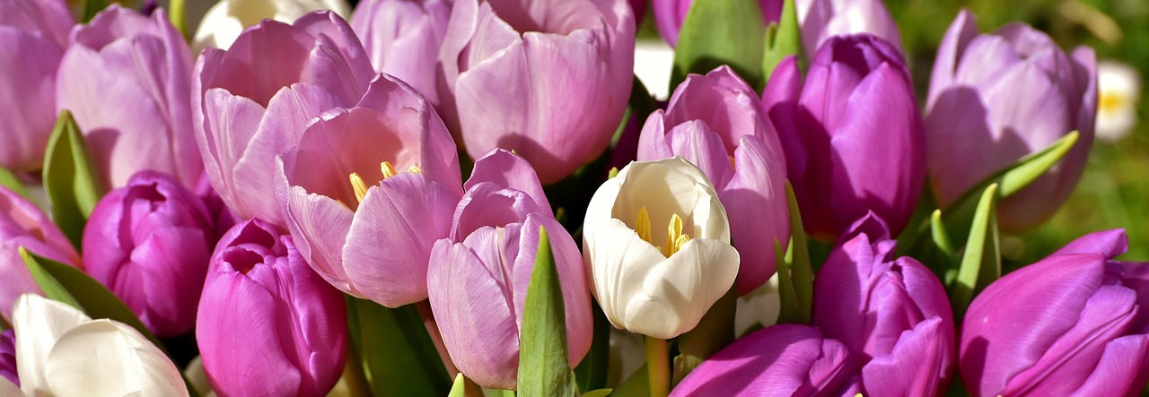 tulips  purple  spring free photo