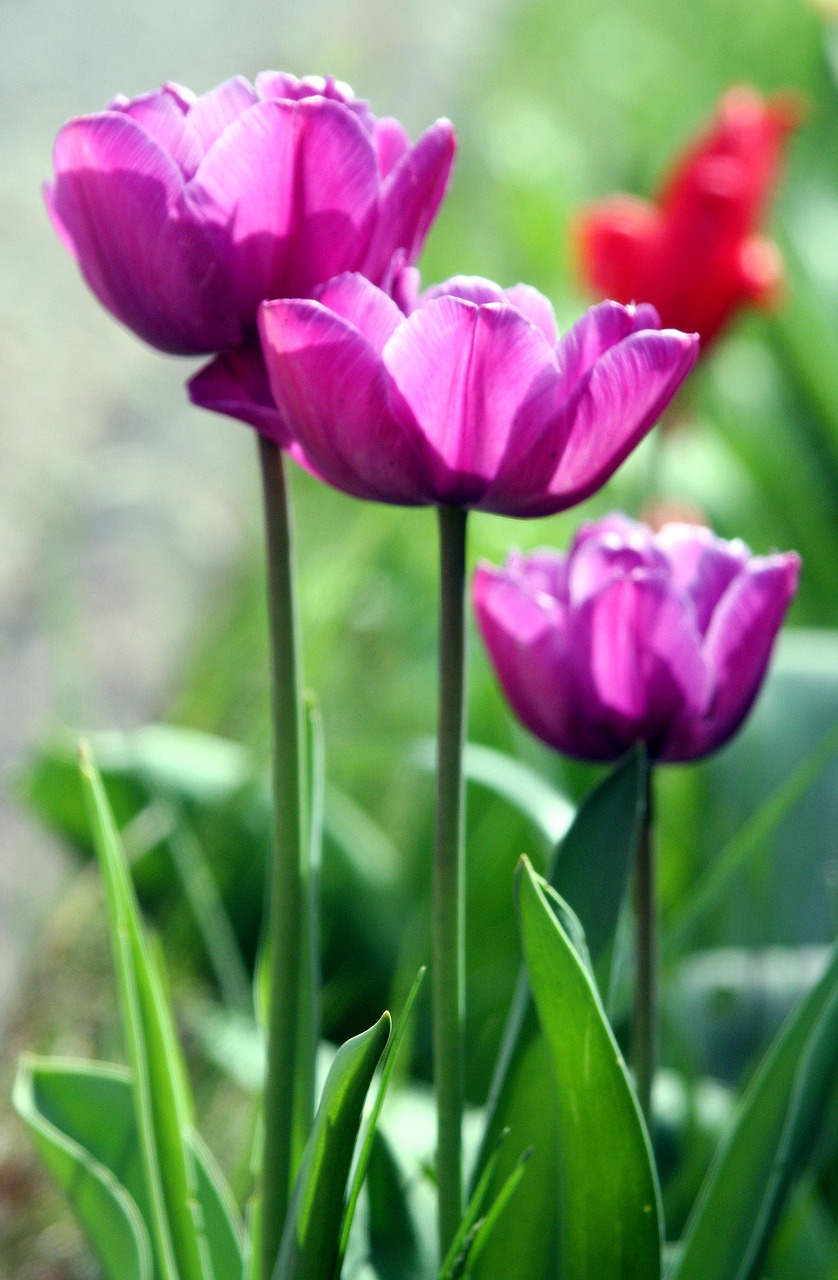 tulips  nature  plant free photo