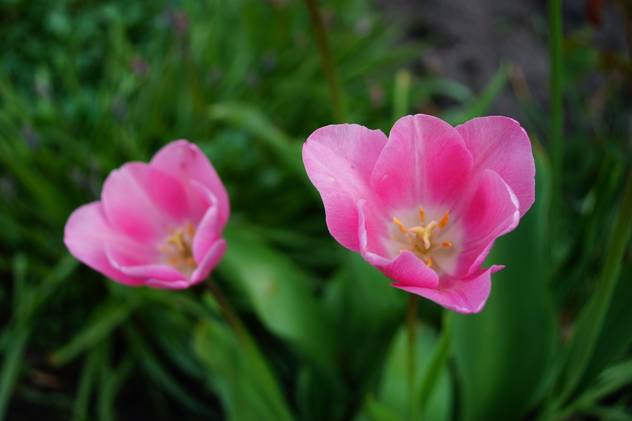tulips flowers pink free photo